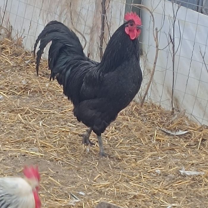 Vând cocoș australorp