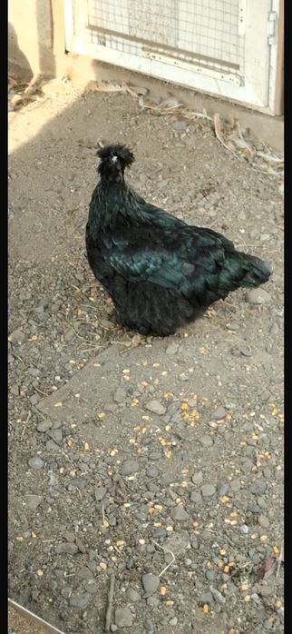 Курица Ухэйилюй.