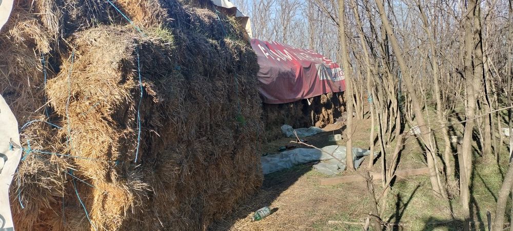 Vând baloți de lucernă