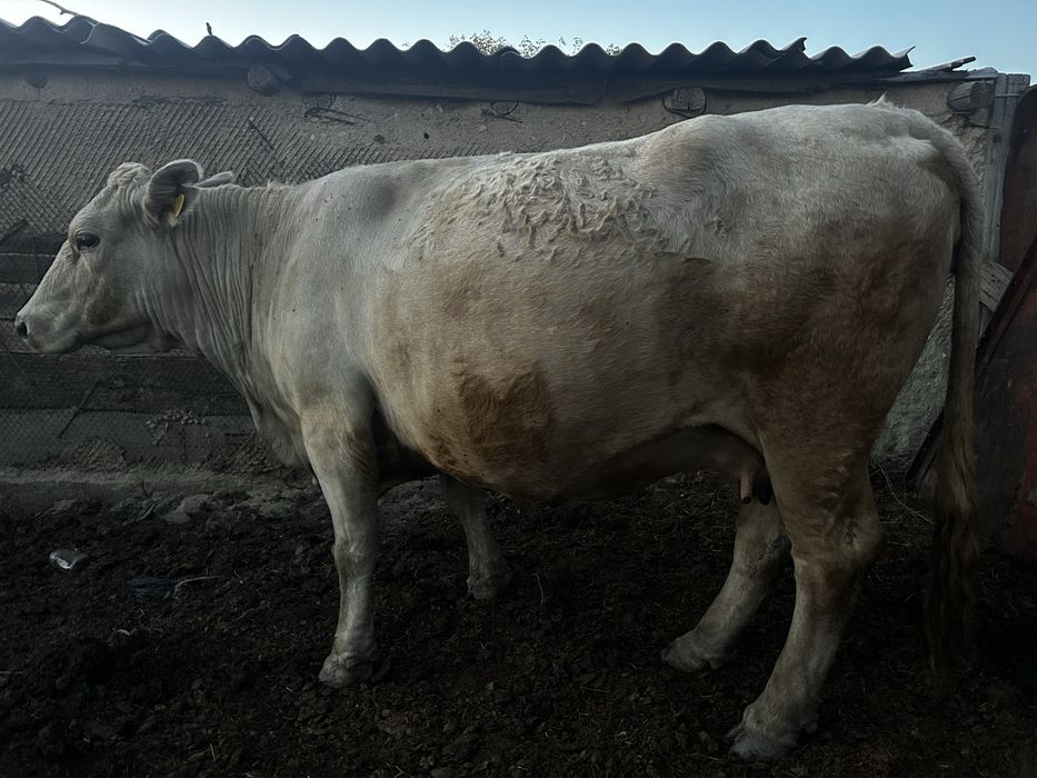 Продам две коровы