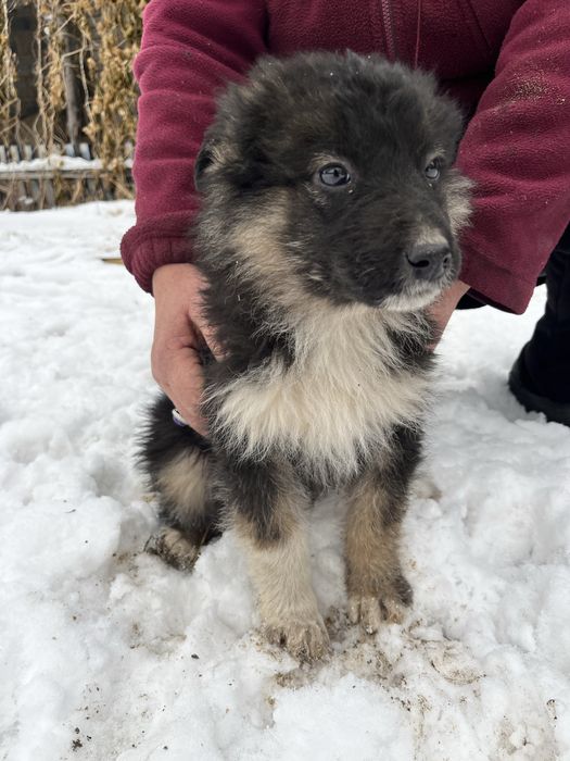 Щенки девочки отдам