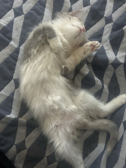 отдам котенка в добрые руки