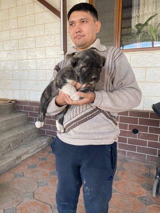 Элитные щенки алабая