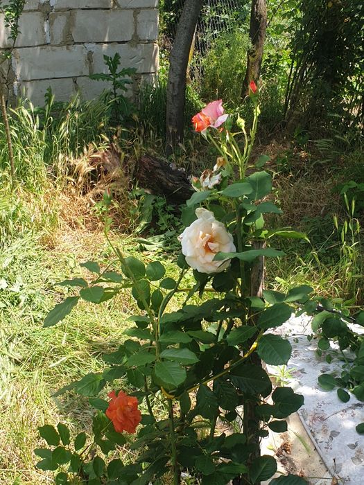 vând casă lângă  Balș  cu 3500 m