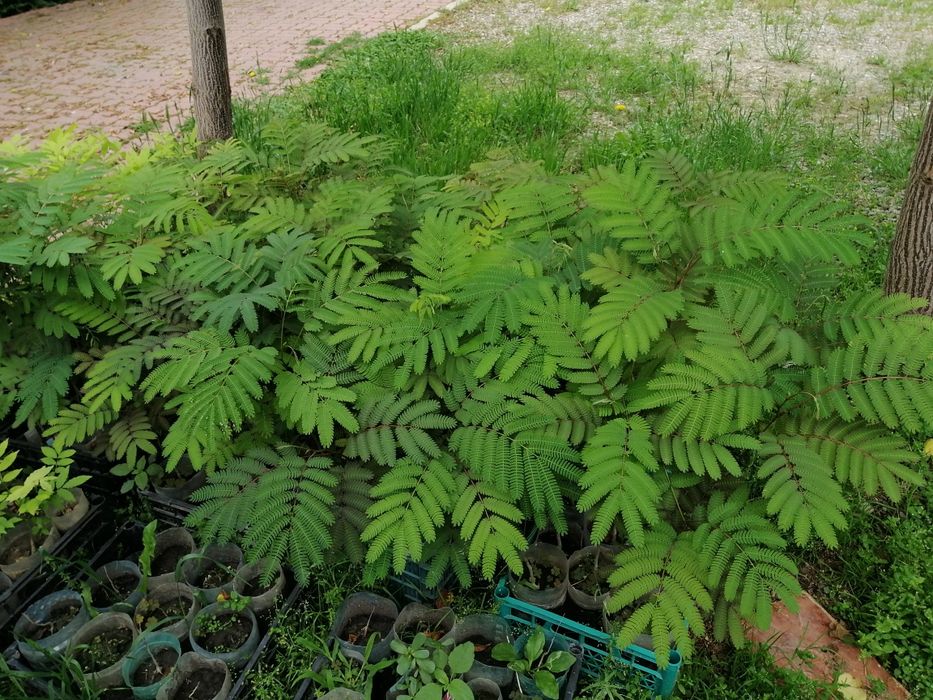 Arbori de mătase, catalpa, pawluonia