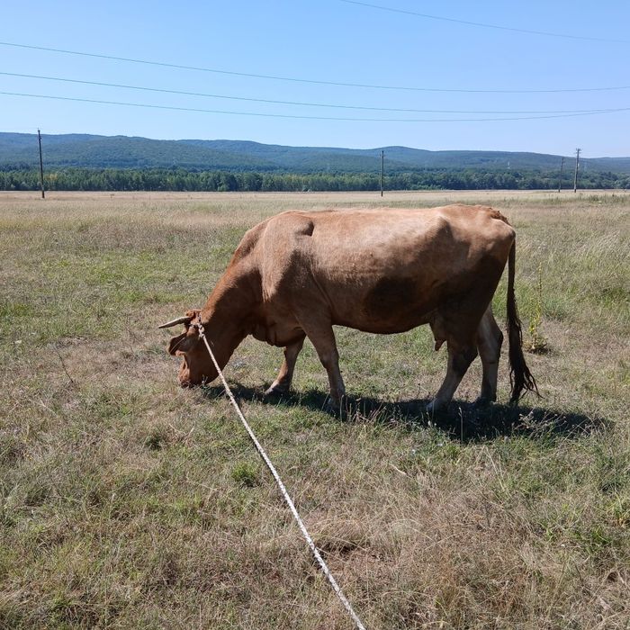 Vând vacă gestantă