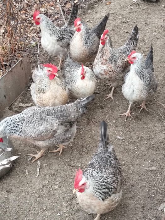 Инкубационные яйца