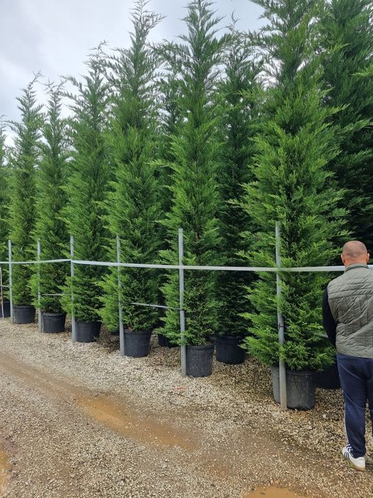 Leylandy toate dimensiunile calitate extra