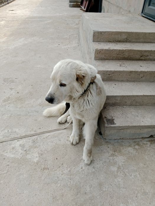 Алабай ургашы сучка