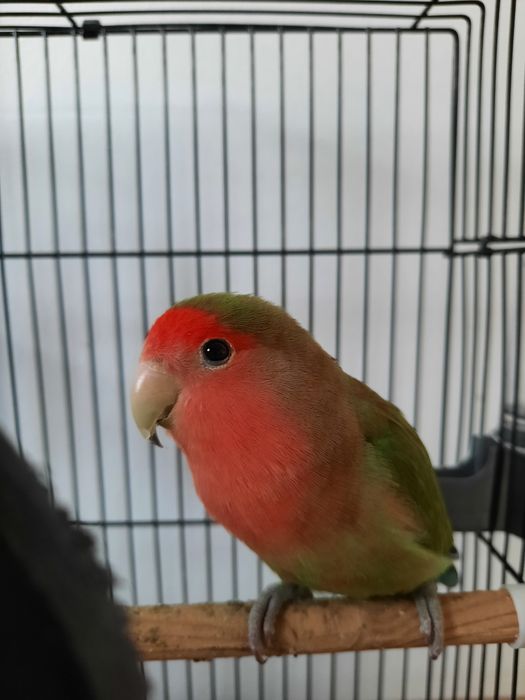 Nerazluchka sotiladi (qafas, ovqat, o‘yincholari bilan)