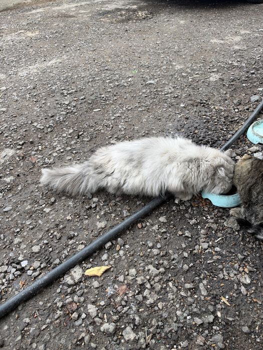 Кошка ищет дом !