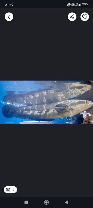 Змееголов Императорский (Channa maruloides)