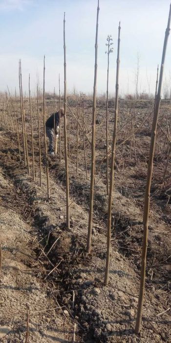 Павловния (Pavlovniya)