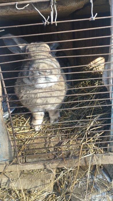 Кролик крупный самец фландер