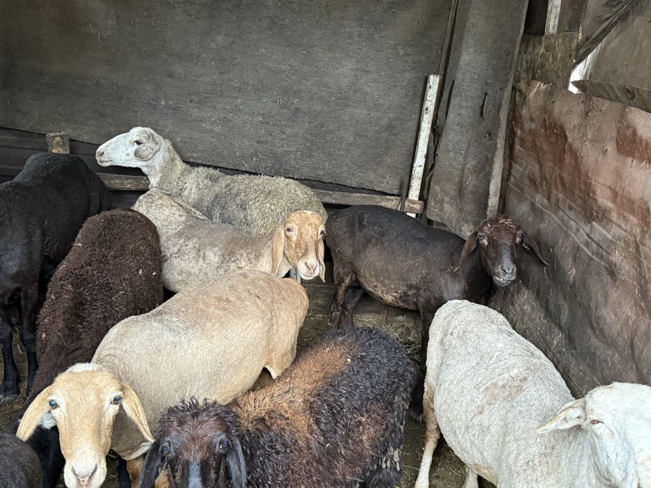 Продам Баранов молодых