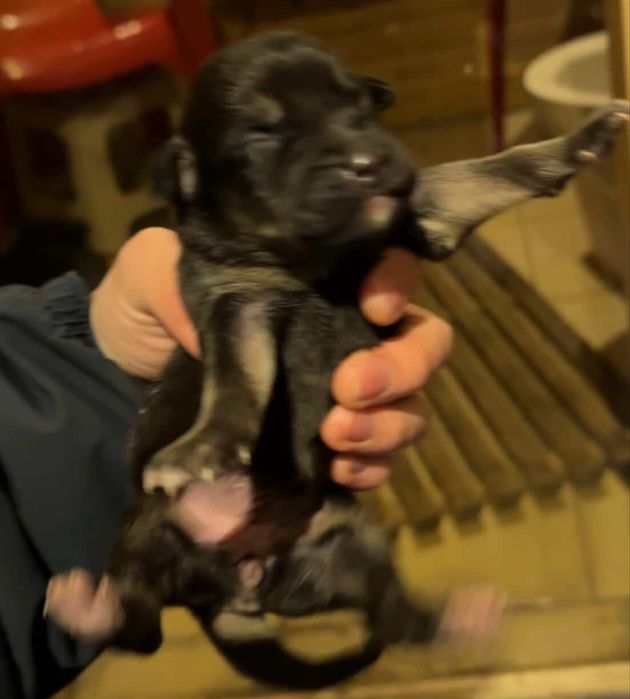 отдам щенят в добрые руки