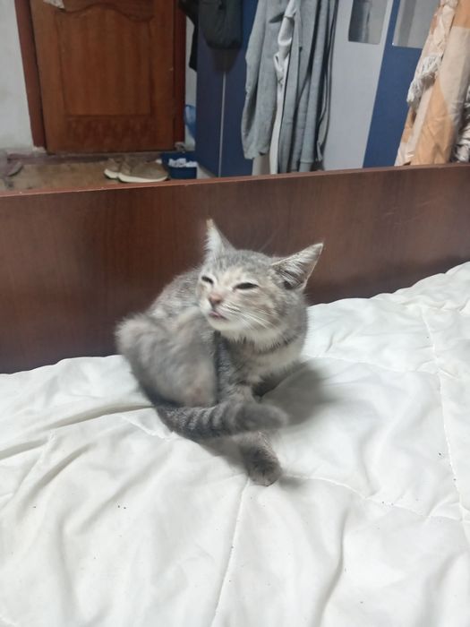 Отдам котенка в добрые руки