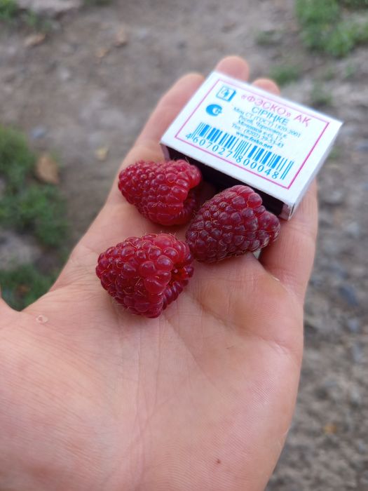 Продам свеже собранную малину