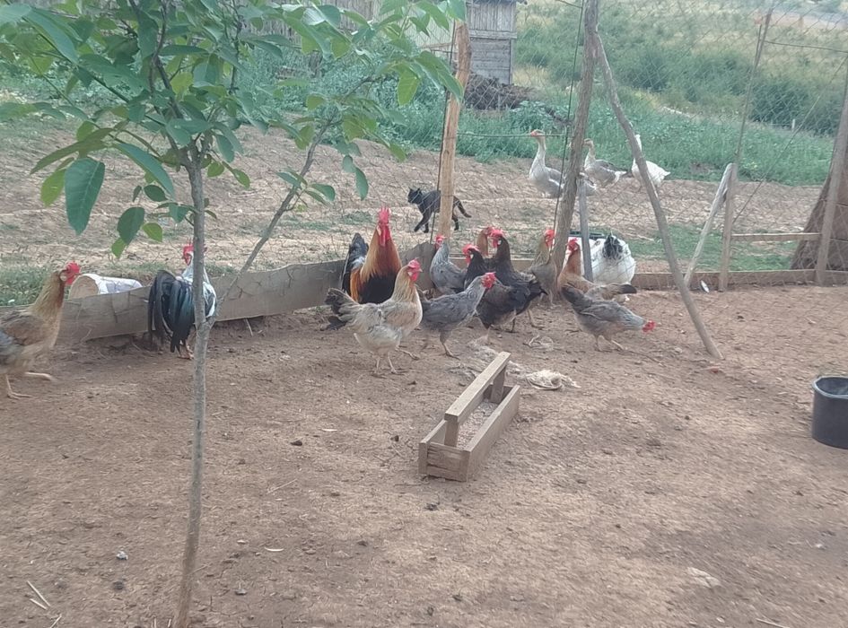 Vînd  găini și cocoș italiene