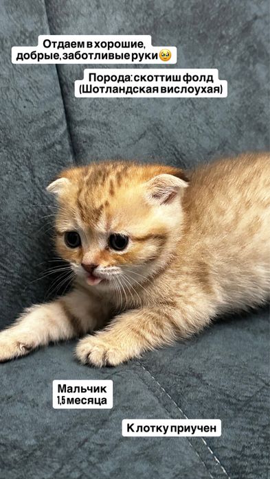 Котенок Шотландская Вислоухая