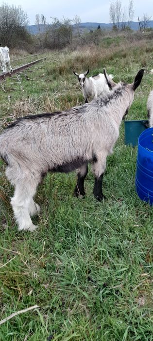 Iedut de rasa din mama buna de lapte