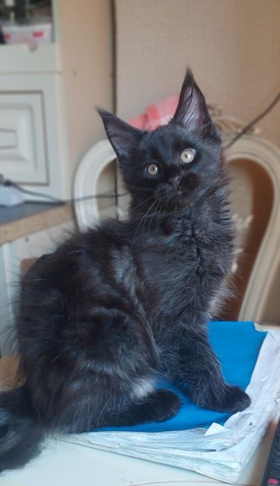 Котёнок мейн кун