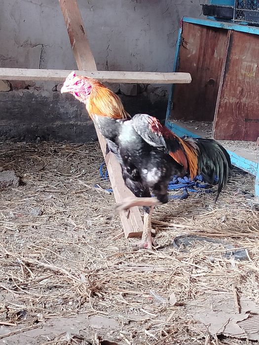 Дакан кораз сатылады