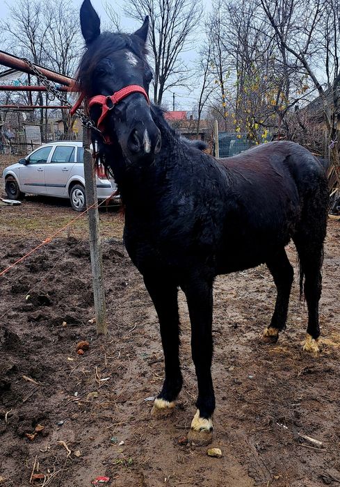 Vând o manza de 1 an jumate