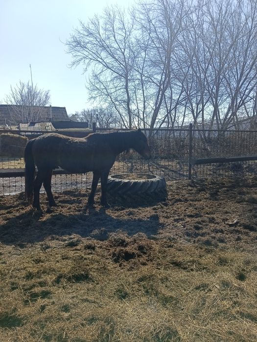 Продам меренов обученых