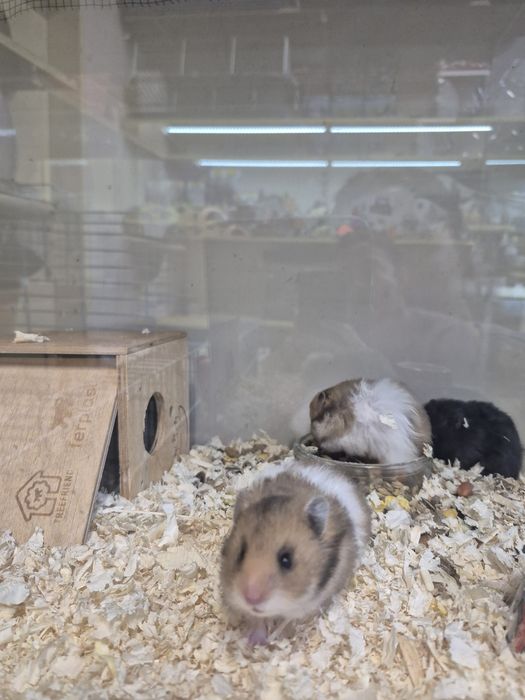 Продавам ангорски хамстер