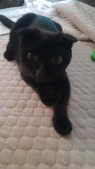Передержка кошек