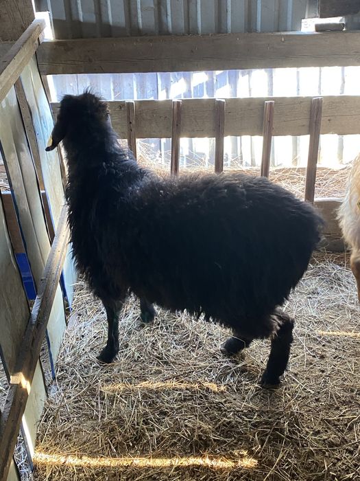 Кой,ешкы лер сатылады