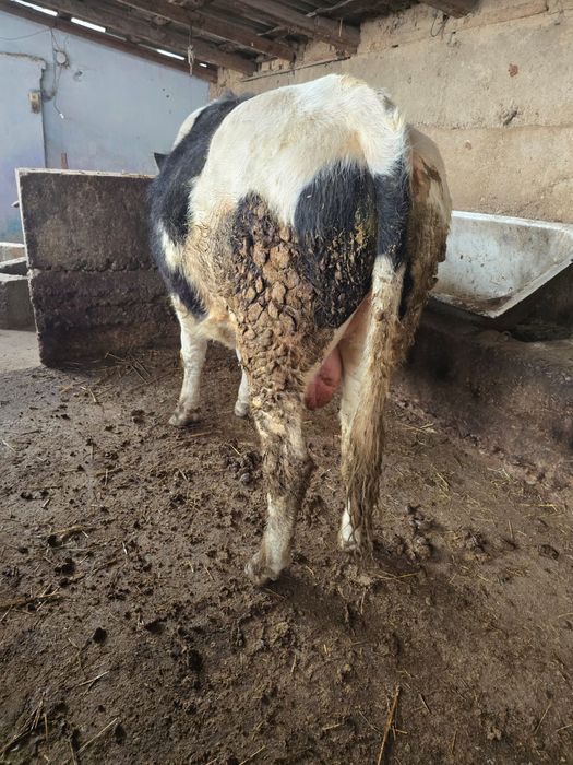 Бука сатылады 2 жасар