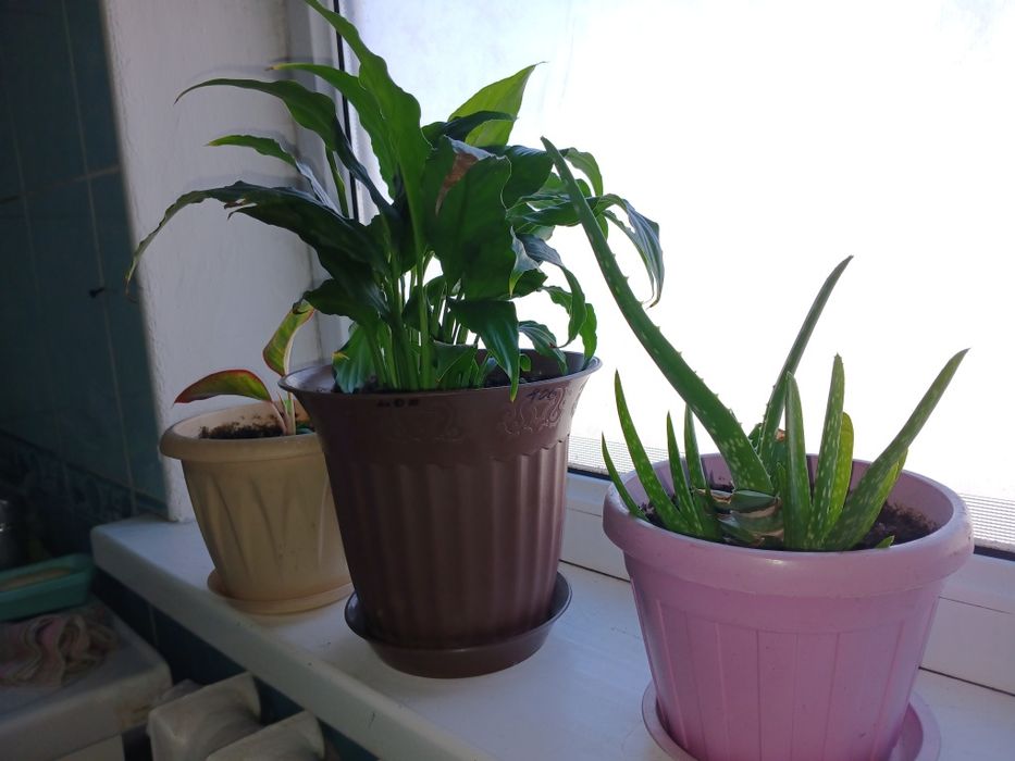 Домашние цветы комнатные