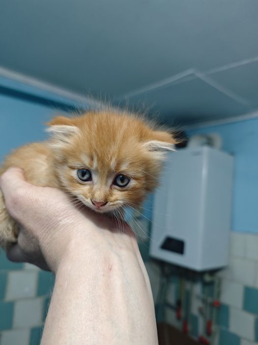 Котята шотландцы
