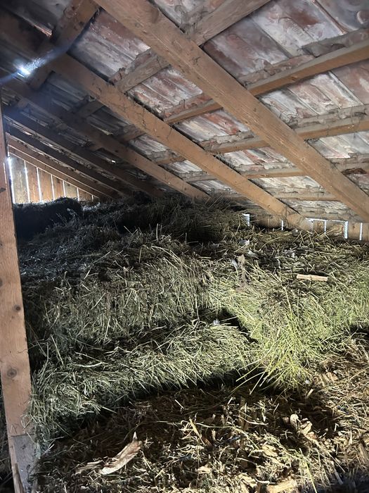 De vânzare baloți de lucernă