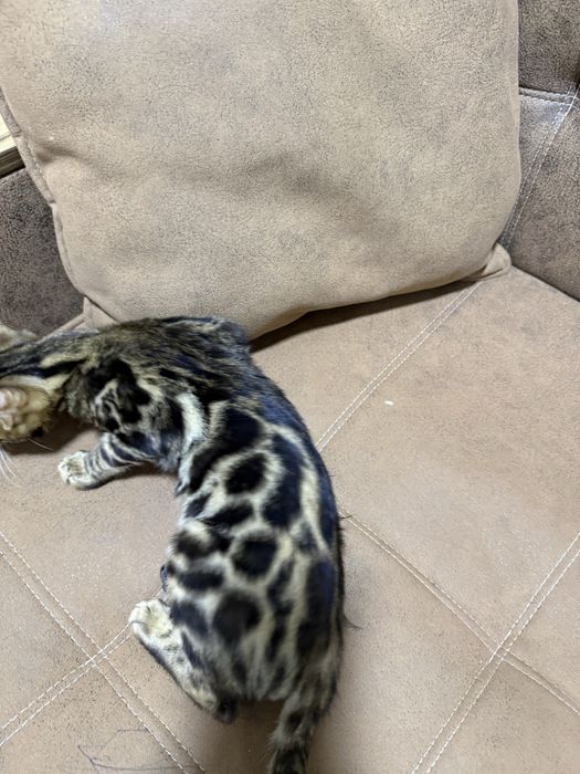 bengal mushuk qoplon bolasi