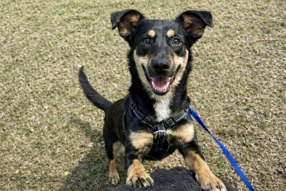 Собака Найла — нежная девочка в семью