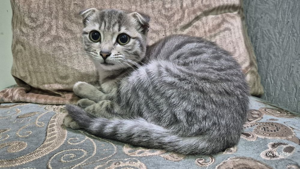 Отдам котят вислоухих