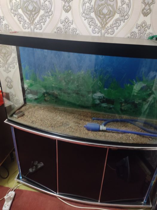 Akvorum holati yahshi 250letr