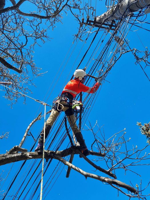 Autorizat ISA Toaletare arbori Toaletare copaci Taiere arbori copaci