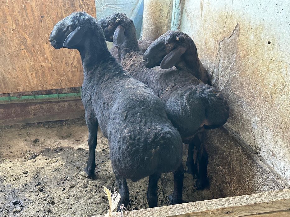 Бараны домашние продаются