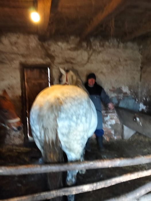 Vand iapa sura de 5 pe 6 ani cu manza de 3 luni