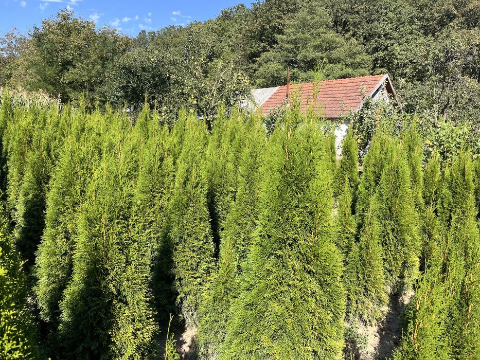 TUIA Naturali Plantatie proprie