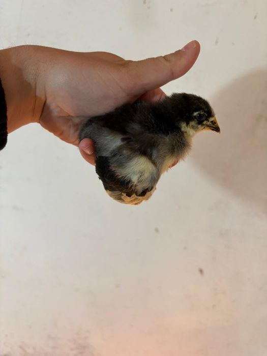 Pui sussex hd si jersey gigant