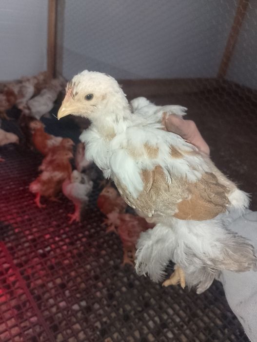 Pui încălțati ,bărboși ,moțați