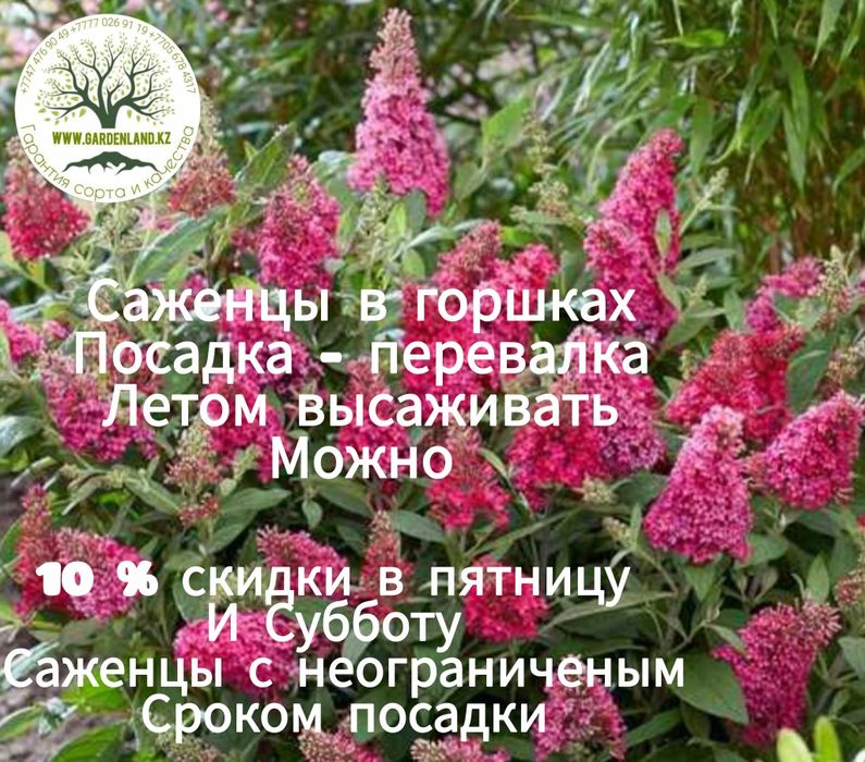из питомника  цветущие и кустарники  с декоративной листвой