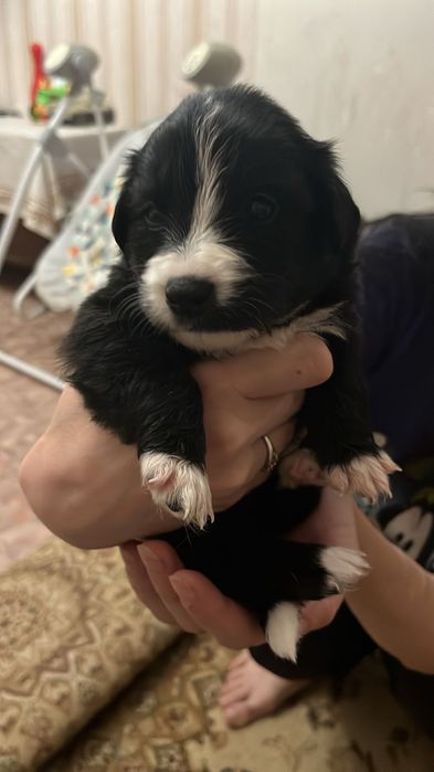 Отдам щенят в добрые руки