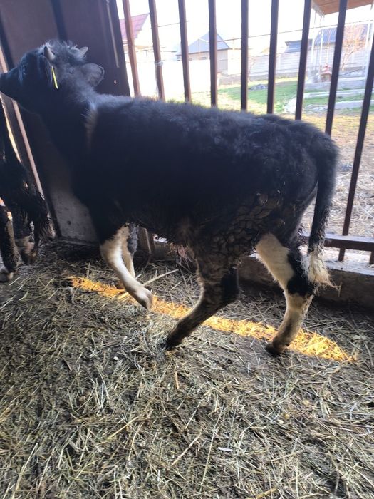 1 жасқа толатын патсос сатылады