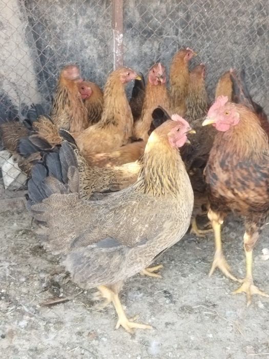 Продам куры домашние